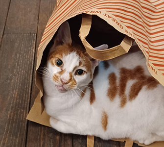 white and ginger cat lying in brown paper bag